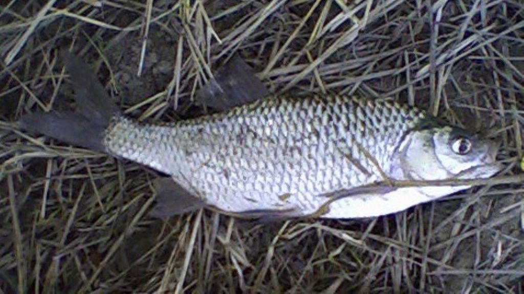 Lepomis gibbosus e Carassius auratus